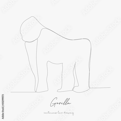 continuous line drawing. gorilla. simple vector illustration. gorilla concept hand drawing sketch line.