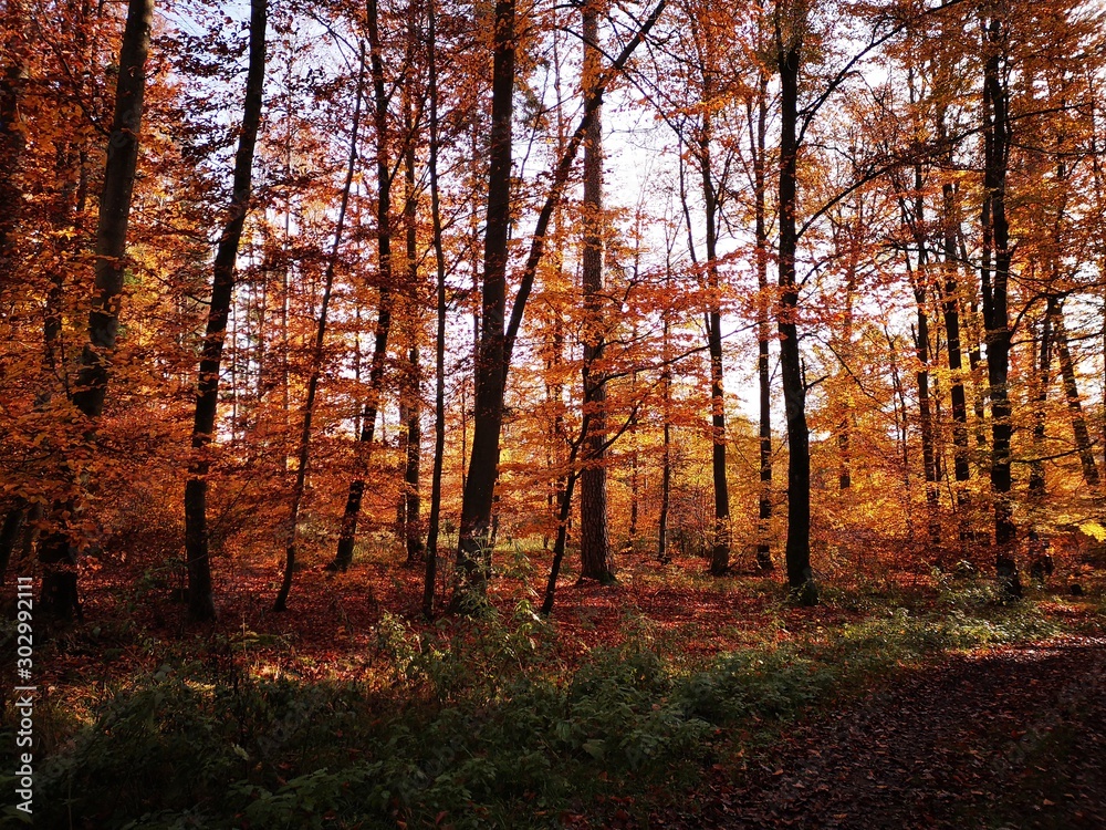 orange lighting autumn forest