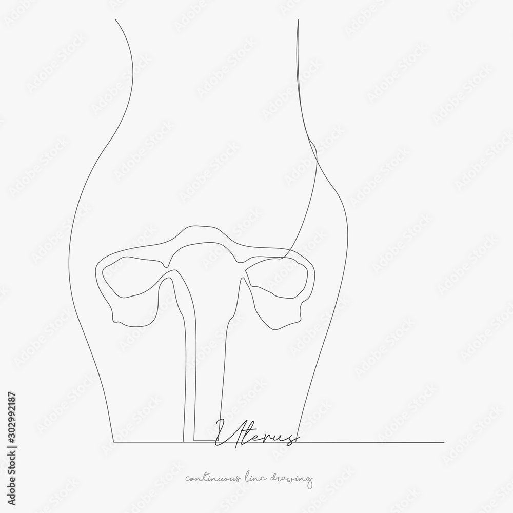 continuous line drawing. uterus. simple vector illustration. uterus concept hand drawing sketch