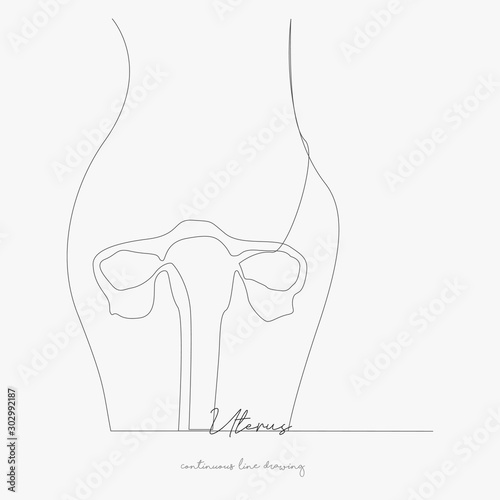continuous line drawing. uterus. simple vector illustration. uterus concept hand drawing sketch line.
