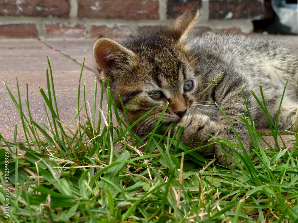 sweet cat in the green grass