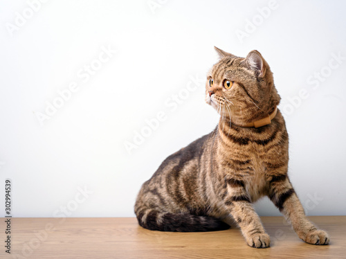 Bengal cat with space for advertizing and text