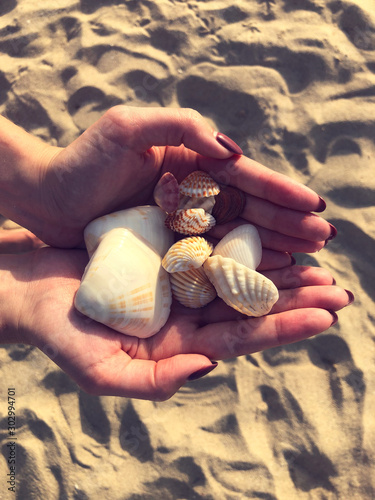 Tableau sur toile Shells in woman hands on beach.