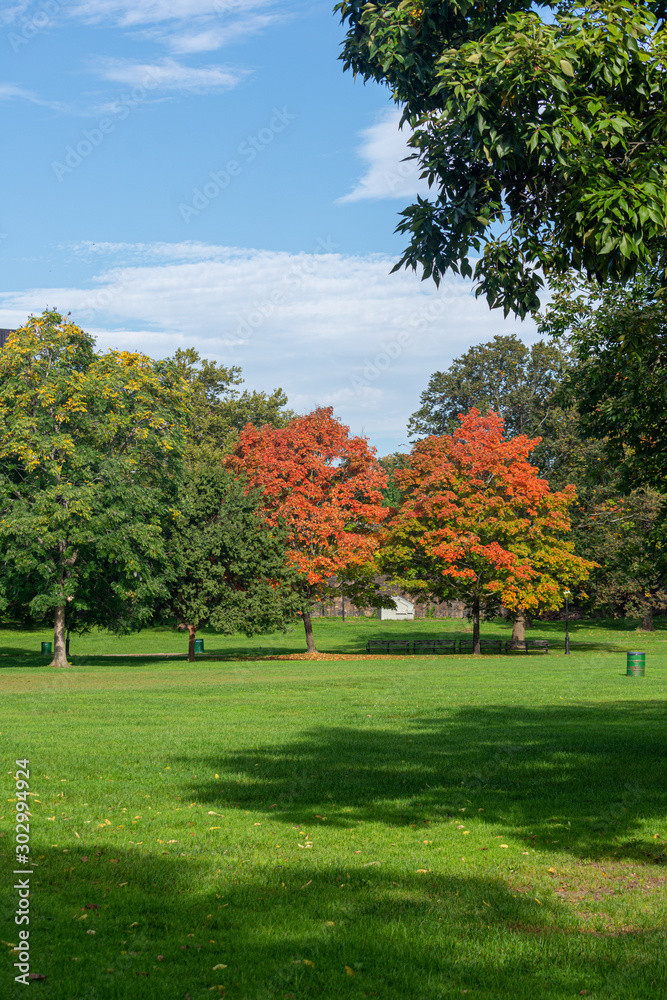vertically oriented shot of a beautiful view of a park on a sunny fall day with green trees and trees changing colors - obrazy, fototapety, plakaty 