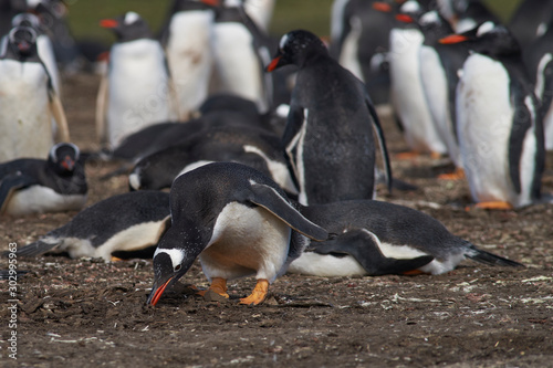 Gentoo Penguin  Pygoscelis papua  gathering nesting material on Bleaker Island in the Falkland Islands.