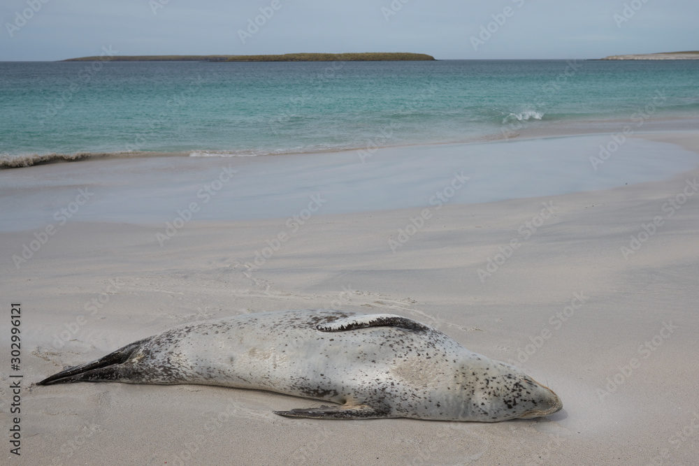 Obraz premium Leopard Seal (Hydrurga leptonyx) resting on a sandy beach Bleaker Island in the Falkland Islands.