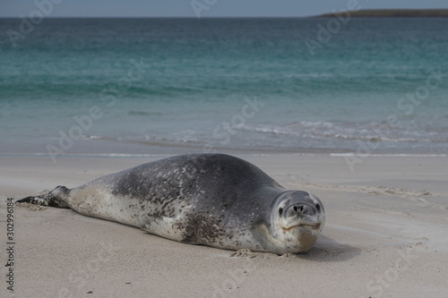 Leopard Seal (Hydrurga leptonyx) resting on a sandy beach Bleaker Island in the Falkland Islands. photo
