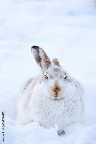 Mountain hare sitting on white snow