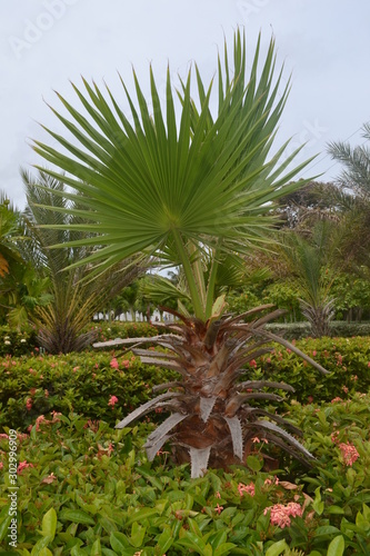 palm tree on a background of blue sky