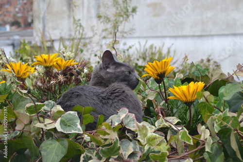 cat and flowers