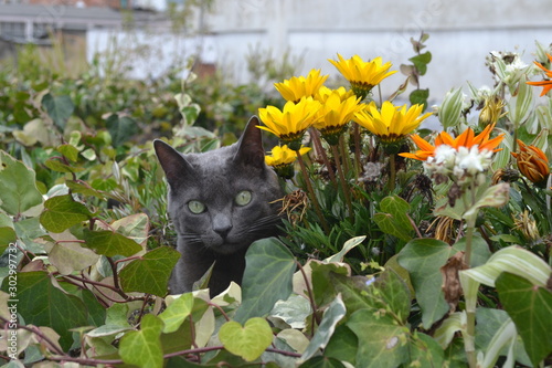 cat with flowers