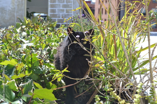 crow on tree