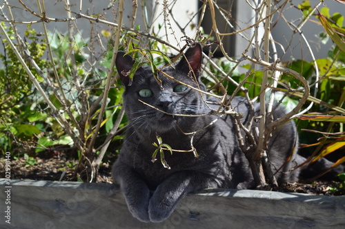 dog in tree
