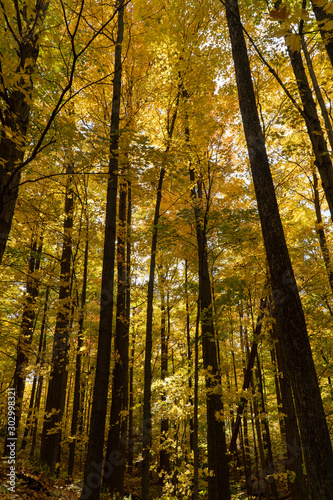 Pennsylvania forest in autumn
