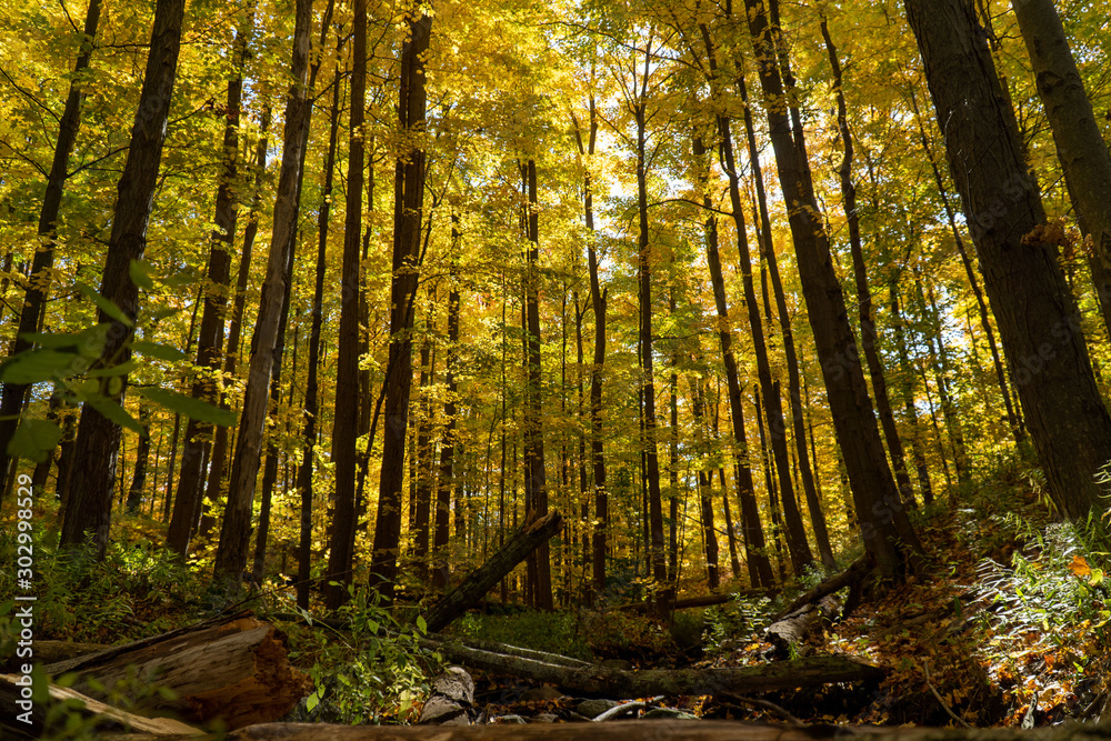 Obraz premium Forest in autumn
