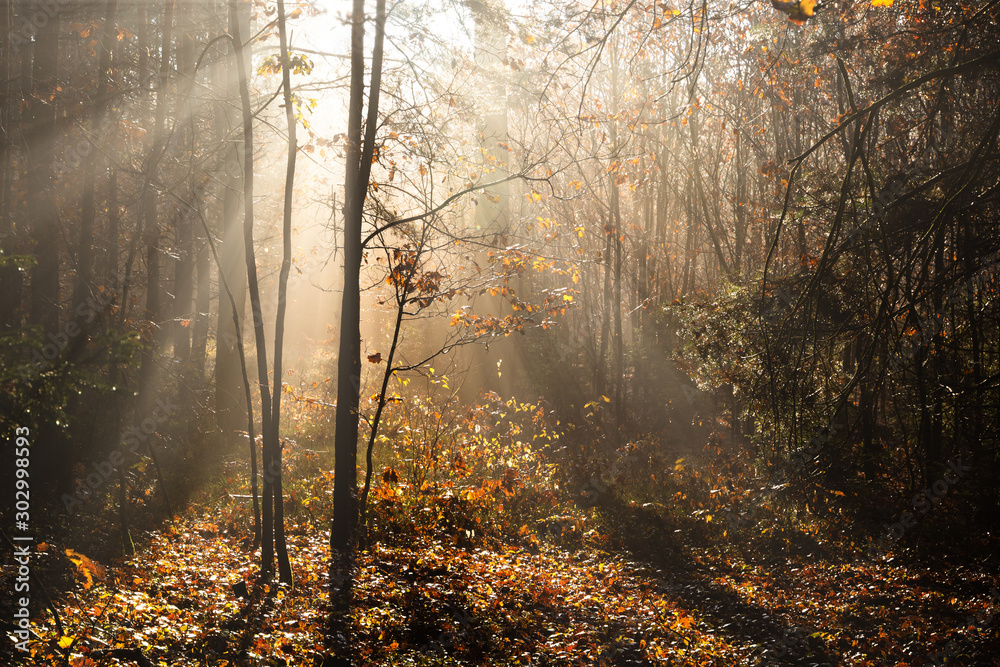 Obraz premium Morning fog and sunlight in autumn forest. Czech Republic.