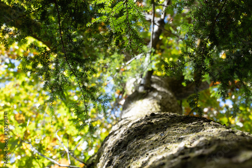 Pine tree in the forest