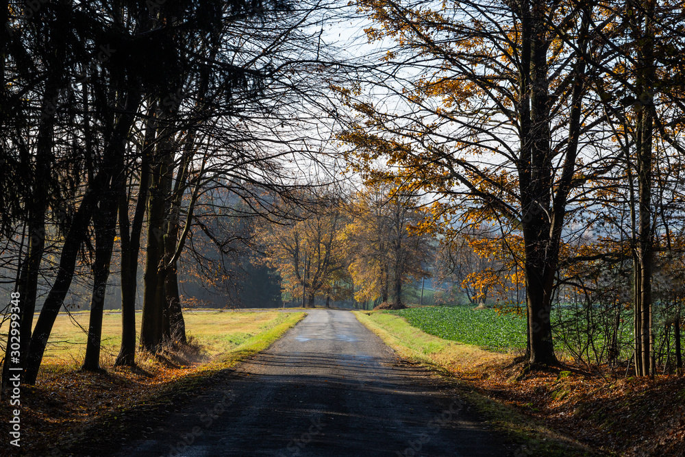 Road in autumn forest. Czech Republic.