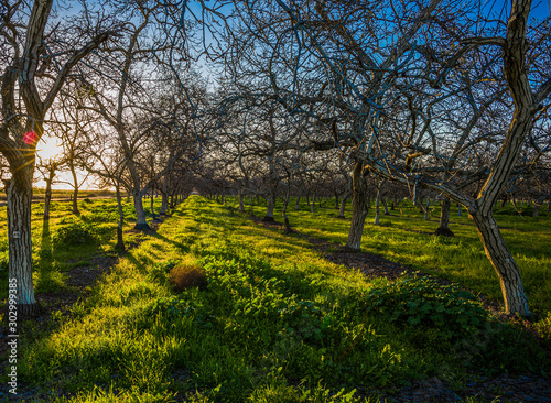 Late afternoon sunshine, Tulare County orchard in winter