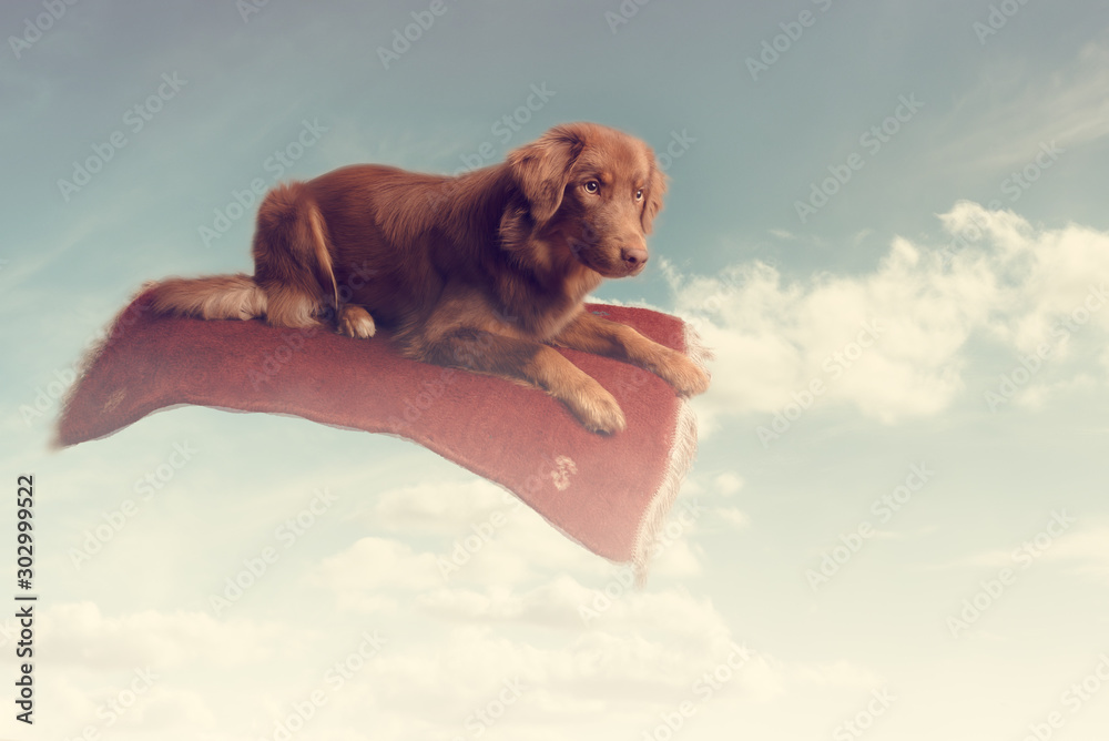Hund auf fliegendem Teppich in Wolken Stock-Foto | Adobe Stock