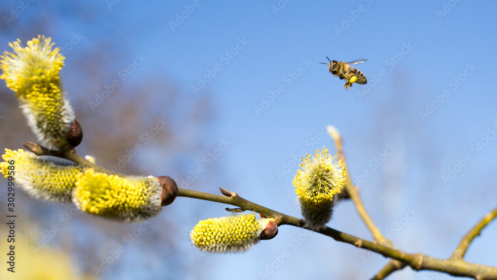 The bee collects the nectar on the tree buds The bee collects the nectar on the tree buds