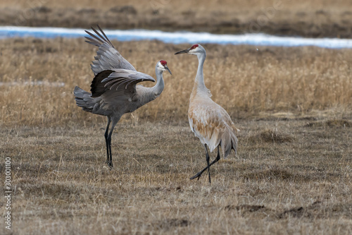 Sandhill crane mating dance. © davidhoffmann.com
