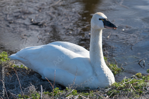 Tundra swan sitting on the shore. photo