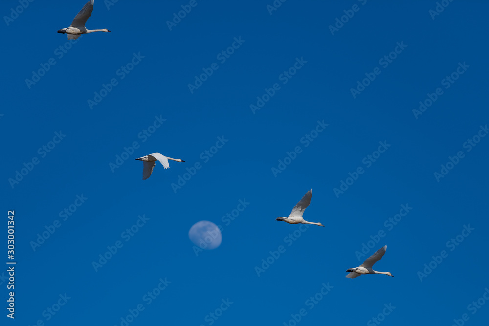 Obraz premium Tundra swan migration.