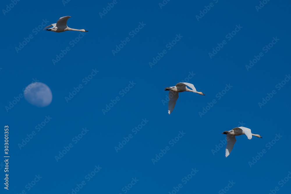 Obraz premium Tundra swan migration.