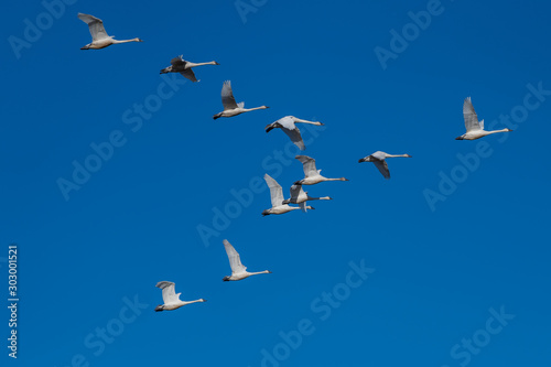 Tundra swan migration.