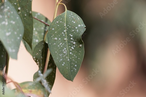White capsules of the parasitic red gum lerp psyllid Glycaspis brimblecombei, on eucalyptus leaves photo