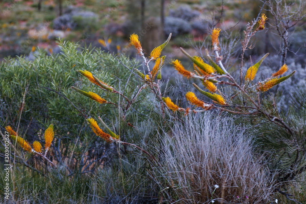 Εκτύπωση καμβά fiori nel deserto
