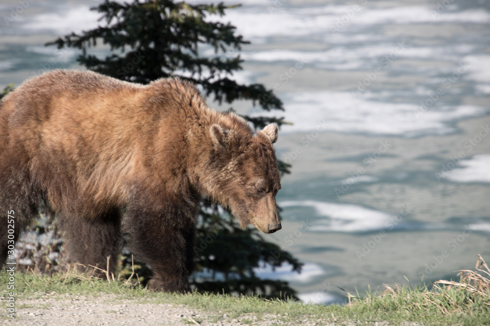 Grizzly bear in the forest and along side the road. Banff National Park, Alberta, Canada Grizzly bear in the forest and along side the road. Banff National Park, Alberta, Canada
