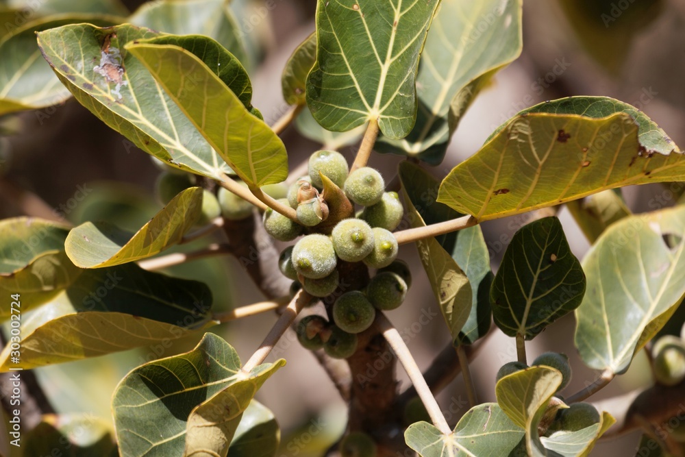 Fruits of a sycamore fig, Ficus sycomorus Fruits of a sycamore fig, Ficus sycomorus