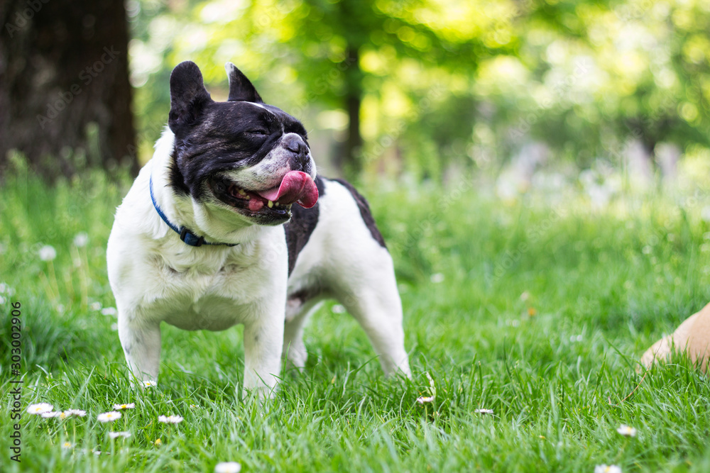 Dog French Bulldog in the public park