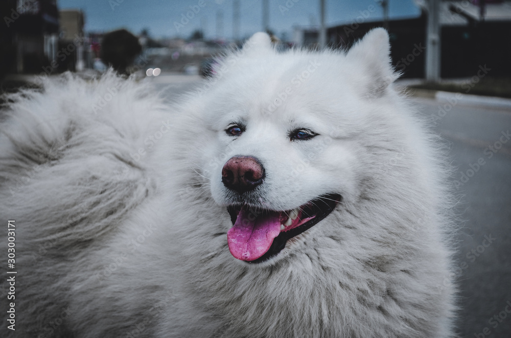 perro husky siberiano color blanco con la lengua afuera color rosa