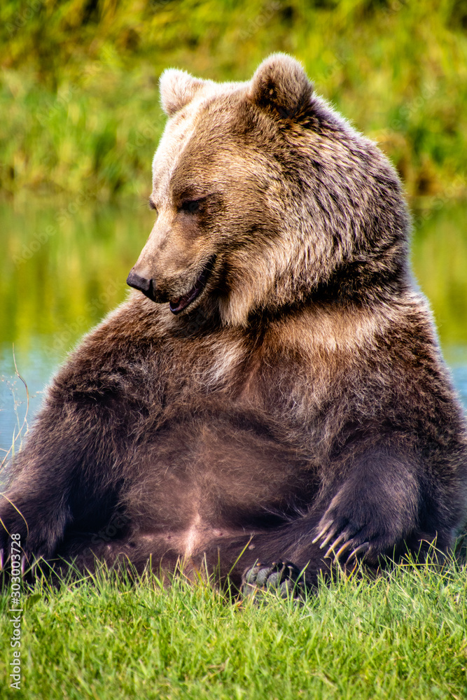 Grizzly bear sitting by a pond. Discovery Wildlife Park, Innisfill, Alberta, Canada Grizzly bear sitting by a pond. Discovery Wildlife Park, Innisfill, Alberta, Canada
