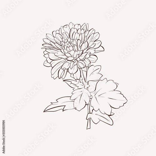 Vector dahlia flower. Autumn flowers bouquet.  Element for desig