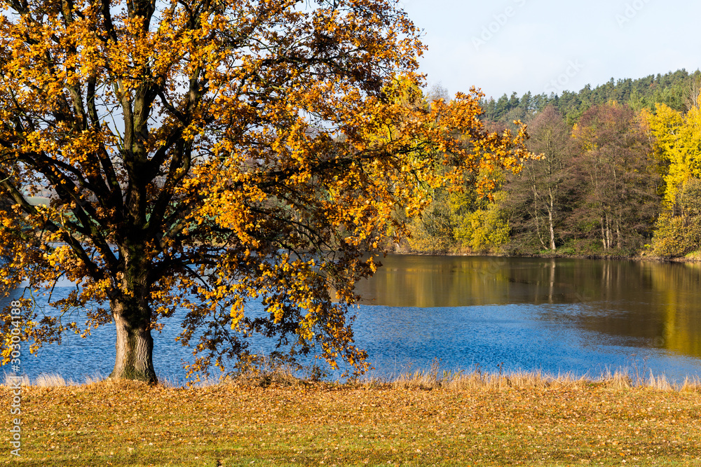 Oak tree spread its branches over the lake on a sunny autumn morning. Czech Republic.