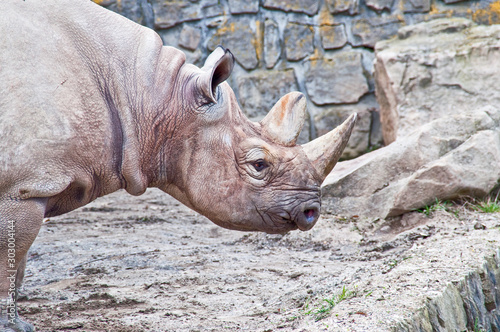 Rhino living in captivity in zoological garden © marketanovakova