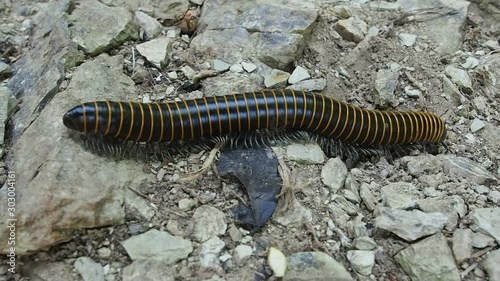 Giant Millipede in Tropical Rainforest Near El Yunque de Baracoa, Eastern Cuba photo