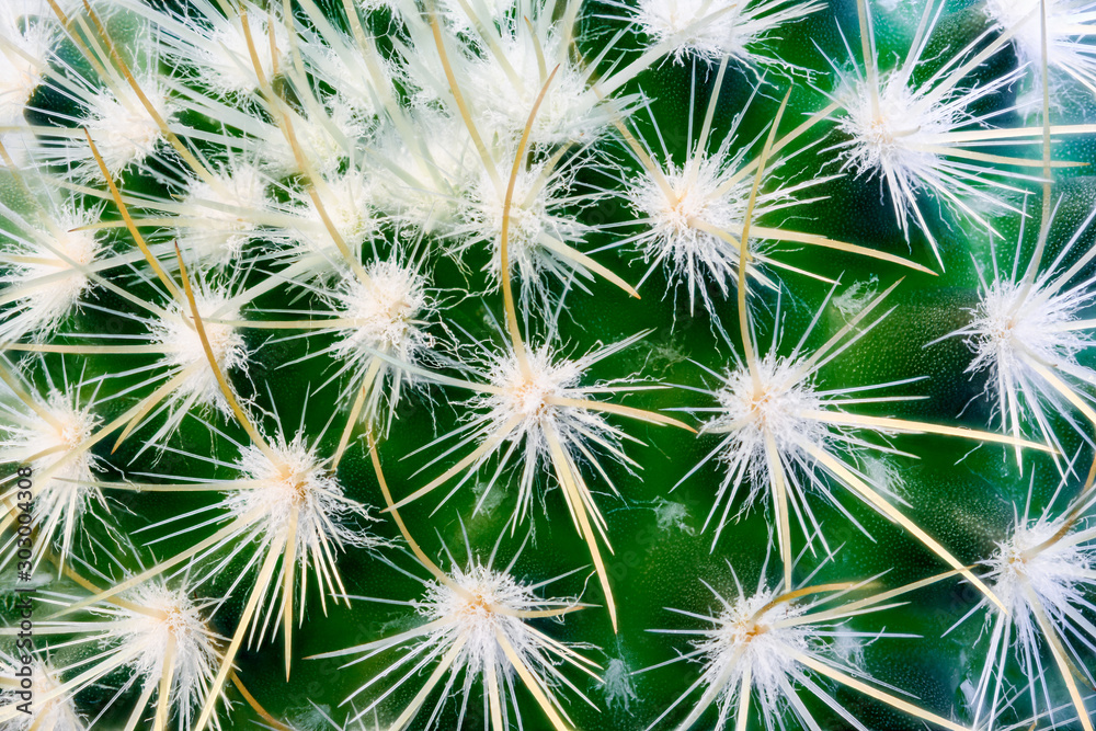 Background and texture of green cactus surface with long spikes. Macro close-up.