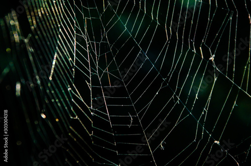 Detail of spiders net on dark background
