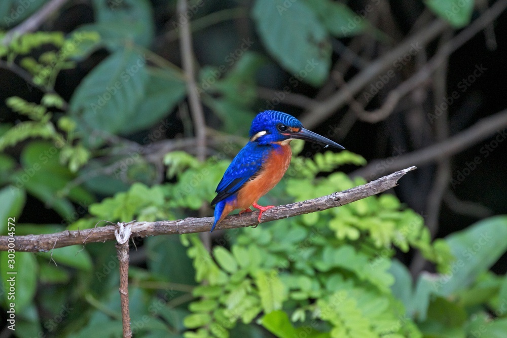 Blue and a Orange kingfisher bird on a branch, Borneo, Malaysia 