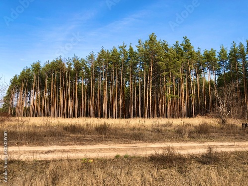 Green pine forest, view from far. Tall, beautiful pine trees against the blue sky. Picturesque autumn forest landscape. Concept: gardening, ecology