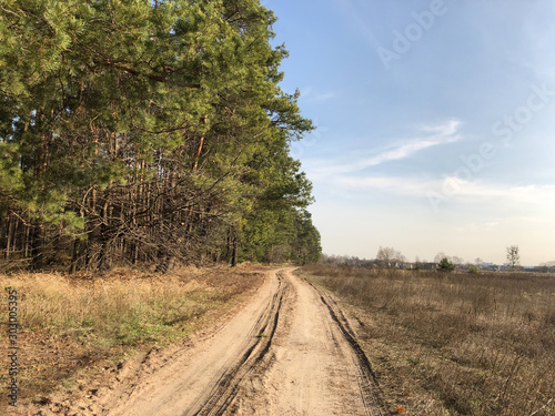 Road through a field near a pine forest. Field road against the blue sky. The path through the meadow to the coniferous forest. Scenic road to the village.
