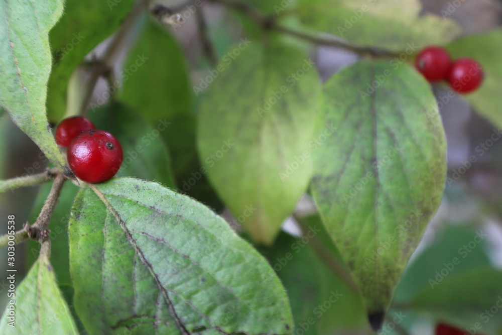 Leaves and Berries, Nov. 19 Leaves and Berries, Nov. 19