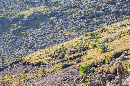 Group of Walia Ibex in the Ethiopian highlands