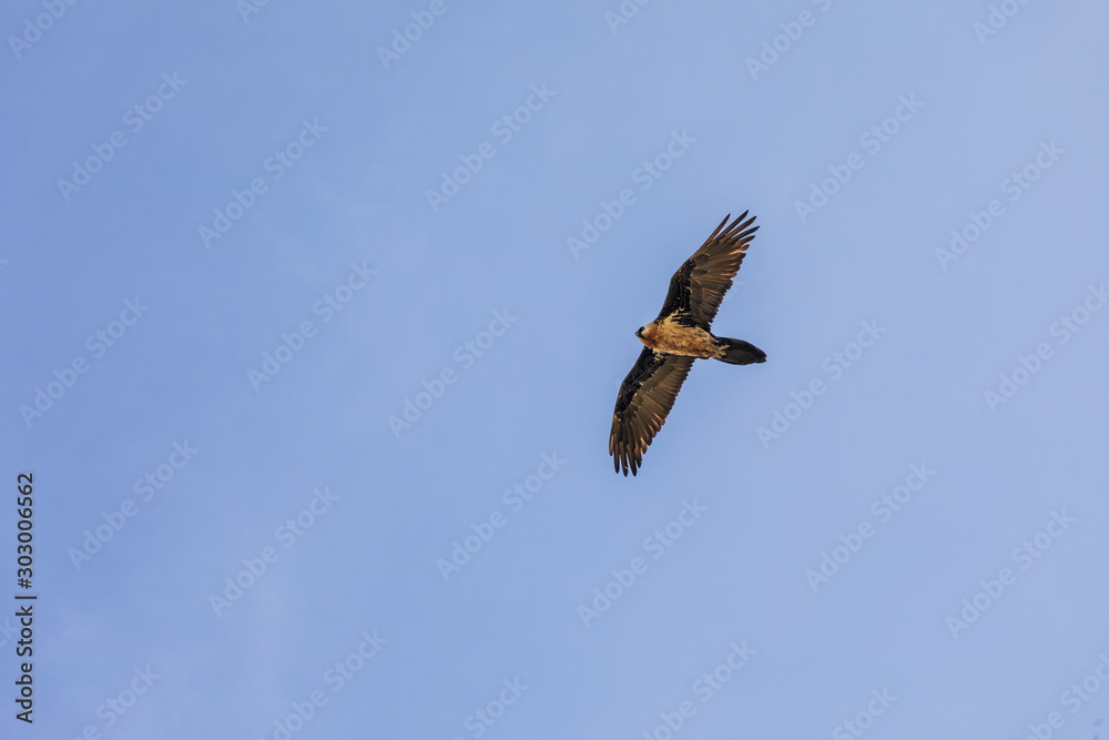 Bearded vulture flying above the Ethiopian highlands Bearded vulture flying above the Ethiopian highlands