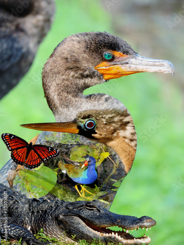 Wildlife of the Everglades National Park - Image-Montage of Birds, Alligator, Flowers and Butterfly